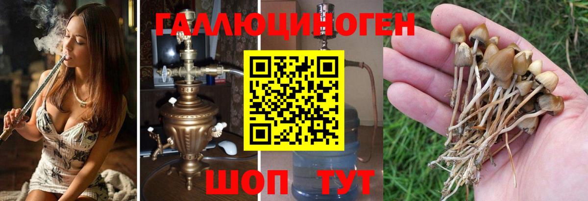 Псилоцибиновые грибы Cubensis  как найти закладки  Белая Калитва  Вход с VPN 